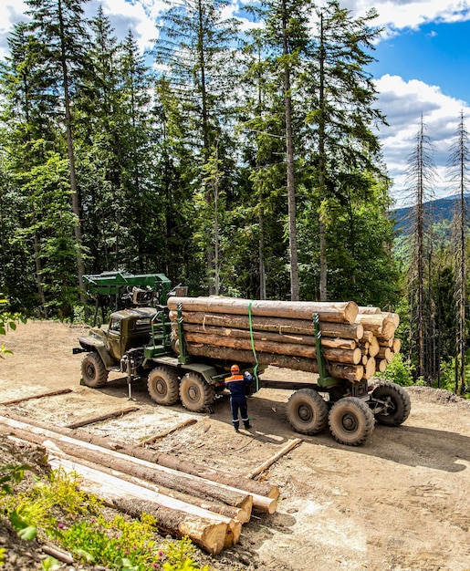 Taglio di alberi tagliati foresta area di taglio concetto di protezione della foresta taglialegna con moderno raccoglitore che lavora in una foresta caricatore a ruote per la cattura del legno