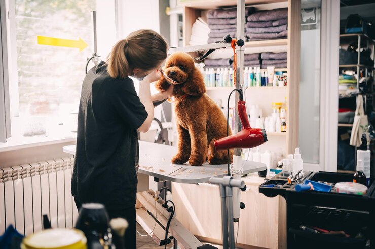 Foto taglio di capelli del muso di una grande foto di alta qualità del cane rosso