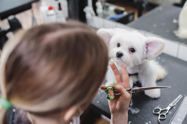 Taglio di capelli di un cagnolino bianco cane bello e divertente cane maltese foto di alta qualità