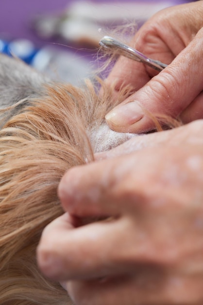 Taglio di capelli femminile dello Yorkshire terrier sul tavolo per la toelettatura nel salone di bellezza per il tono dei cani