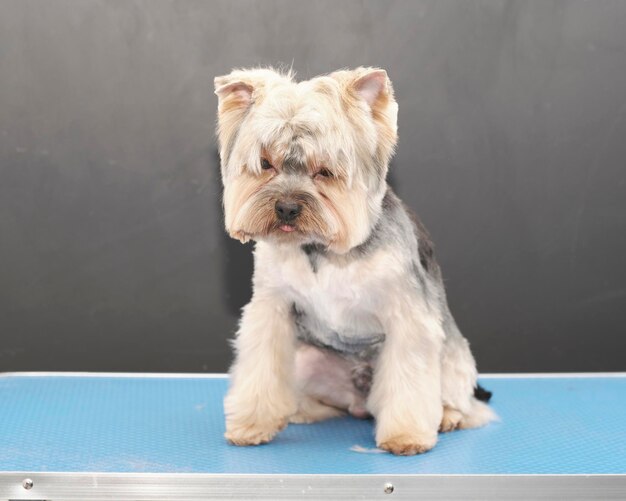 Taglio di capelli professionale e cura del cane Yorkshire Terrier nel salone di toelettatura.