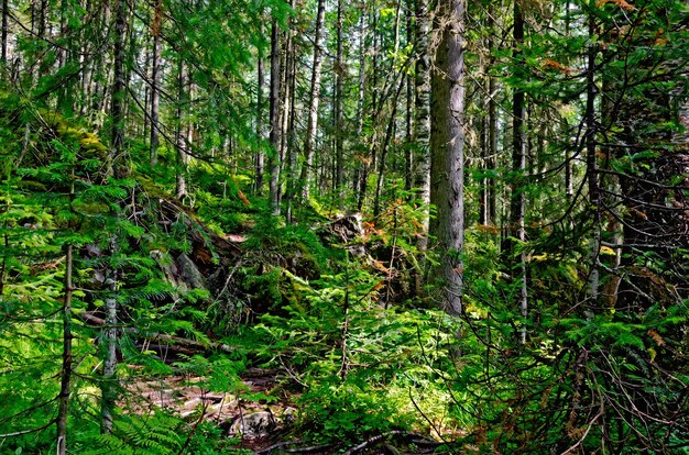 Taiga con pini verdi nelle montagne degli Urali settentrionali