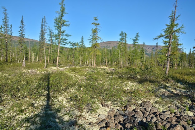 Taiga di montagna sull'altopiano di Putorana