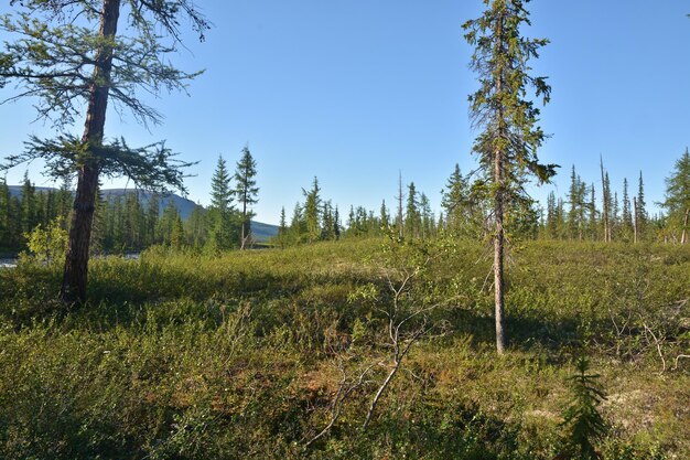 Taiga di montagna sull'altopiano di Putorana