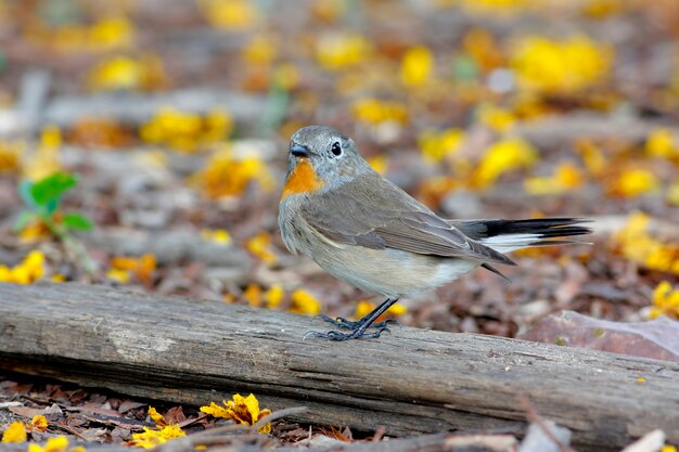 Taiga Flycatcher Beautiful Male Birds of Thailand