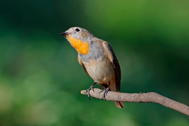 Taiga Flycatcher Ficedula parva Beautiful Male Birds of Thailand