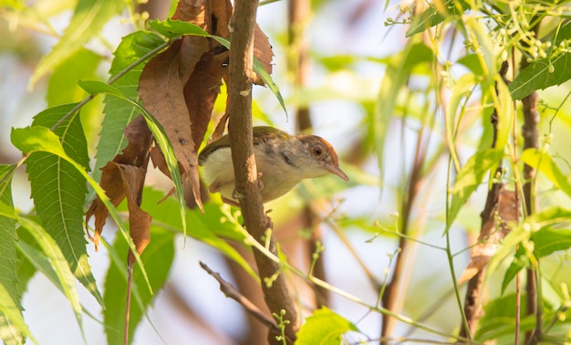 Tailorbird comune seduto su un ramo di un albero