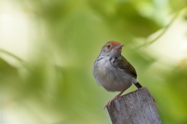 Tailorbird comune sul ceppo di albero. Copia spazio