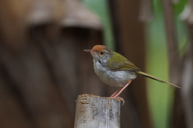 Tailorbird comune sul ceppo di albero. Copia spazio