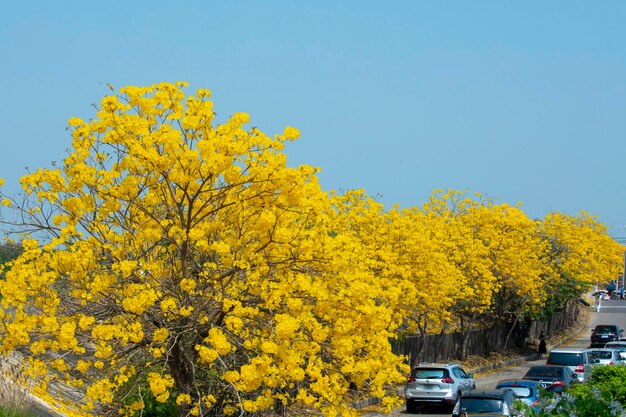 Taiwan fioritura primaverile stagione street alberi fioriti crisantemo Suzuki