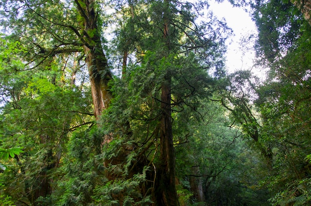 Taiwan Lala Mountain National Forest area protetta enorme albero sacro millenario