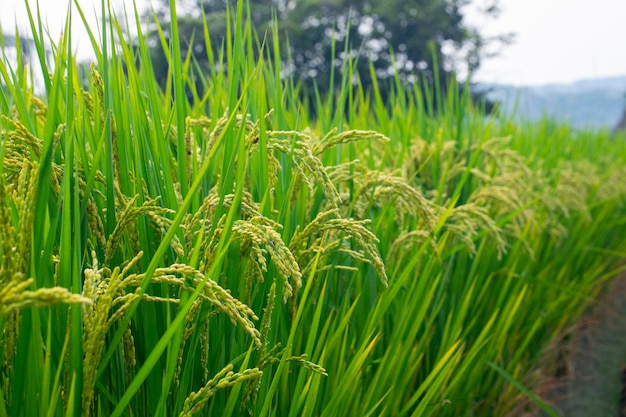 Taiwan, sud, campagna, cielo azzurro e nuvole bianche, verde, risaie