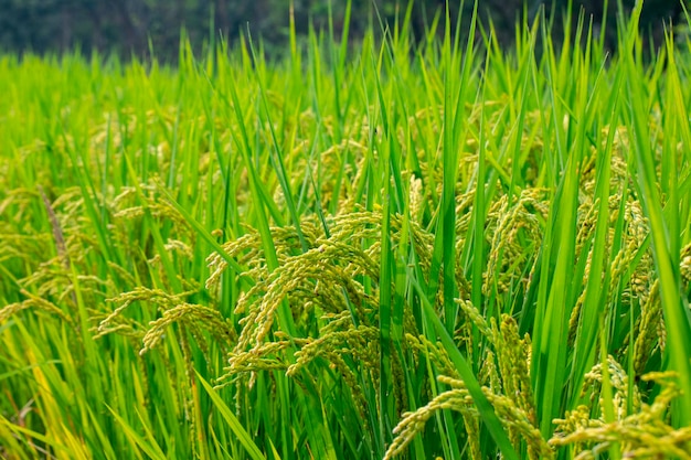 Taiwan, sud, campagna, cielo azzurro e nuvole bianche, verde, risaie