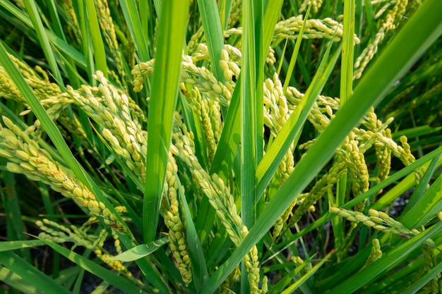 Taiwan, sud, campagna, cielo azzurro e nuvole bianche, verde, risaie