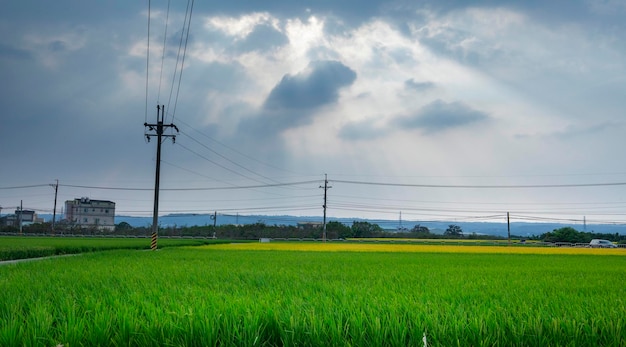 Taiwan, sud, campagna, cielo azzurro e nuvole bianche, verde, risaie