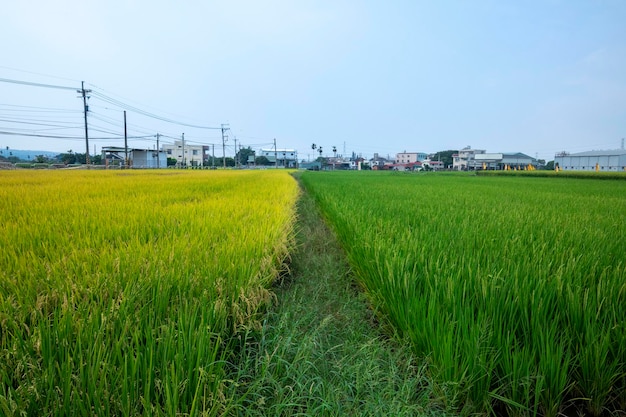 Taiwan, sud, campagna, cielo azzurro e nuvole bianche, verde, risaie