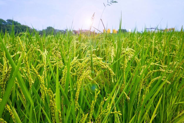 Taiwan, sud, campagna, cielo azzurro e nuvole bianche, verde, risaie