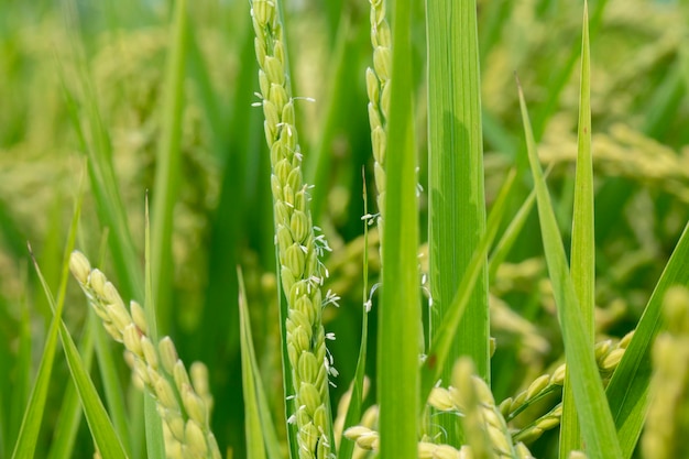 Taiwan, sud, campagna, cielo azzurro e nuvole bianche, verde, risaie