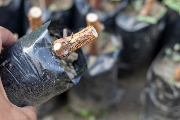 Talee d'uva piantate in sacchi di polietilene in vivaio che si preparano per la vigna