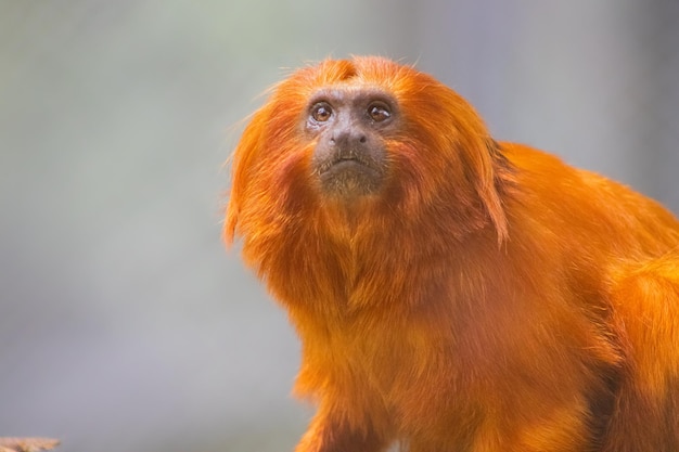 Tamarin del leone dorato brasiliano che osserva in su