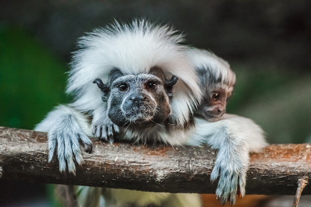 Tamarin di cotone