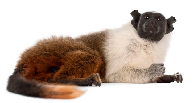 Tamarin pezzato isolato su bianco