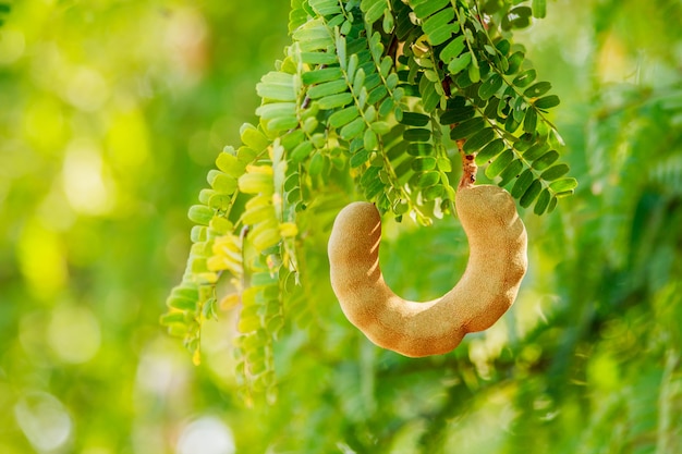 Tamarindo dolce sull&#39;albero in theg arden Tailandia.