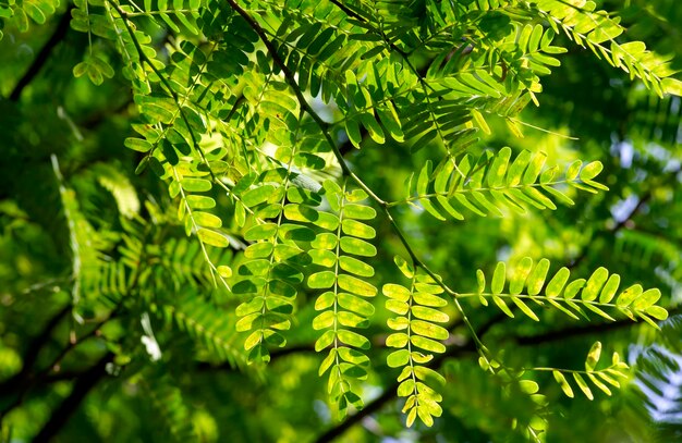 Tamarindo Tamarindus indica foglie verdi selezionate a fuoco