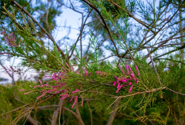 Tamarix che fiorisce con fiori rosa sullo sfondo