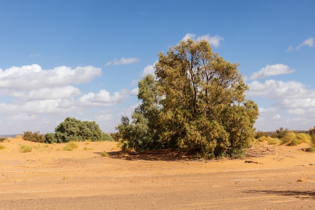 Tamasrisco nel deserto del Sahara