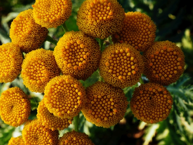 tanaceto in fiore nel prato