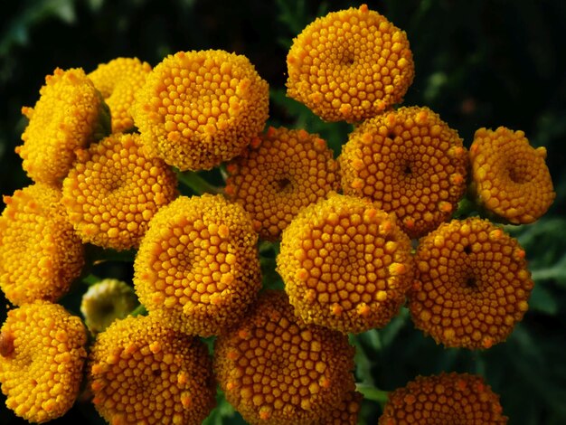 tanaceto in fiore nel prato