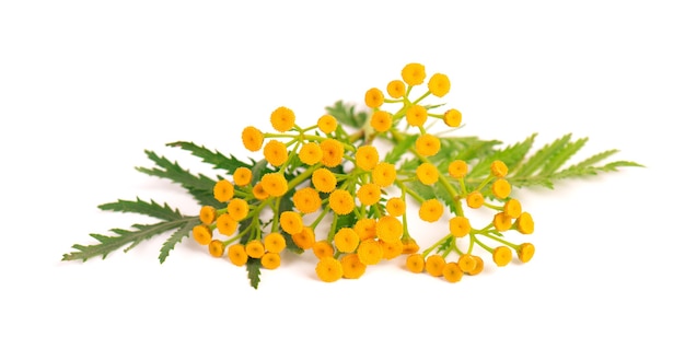 Tanaceto o Tanacetum vulgare fiori, isolati su sfondo bianco. Pianta medicinale a base di erbe.