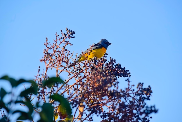 Tanager blu e giallo Patagonia Argentina