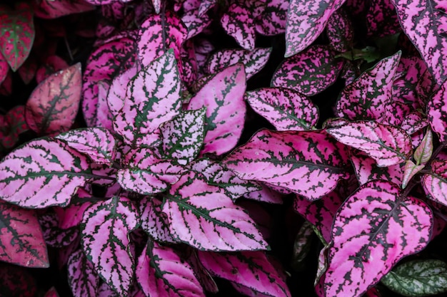 Tanaman polkadot fogliame rosa Hypoestes phyllostachya pianta da giardino conosciuta come pianta a pois