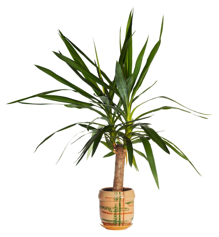 Photo tanaman rumah "yucca elephantides" diisolasi pada warna putih