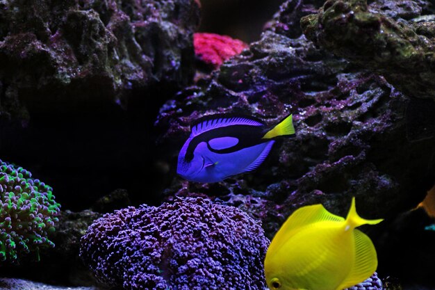 Tang blu regale del Pacifico - Paracanthurus hepatus