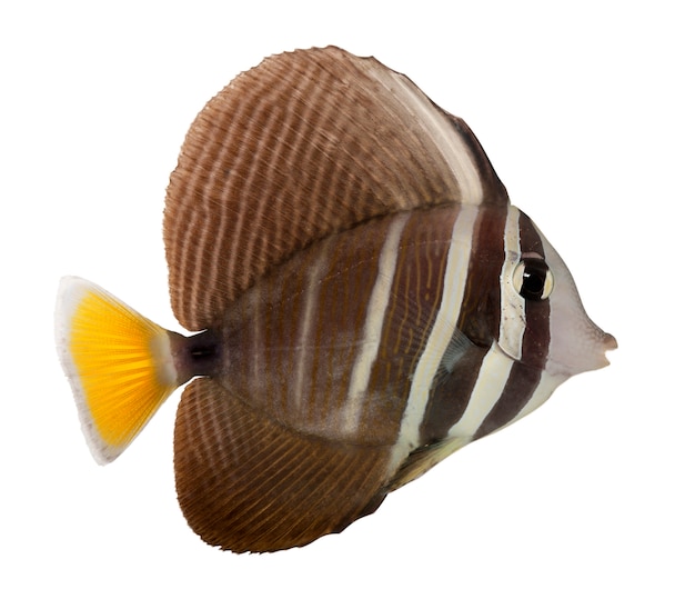 Tang di Sailfin, zebrasoma veliferum, su bianco isolato