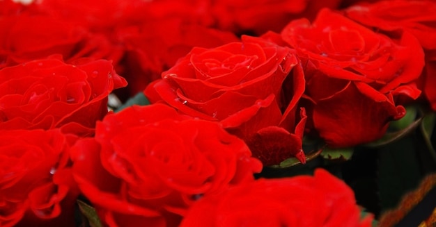 Tante rose rosse vive fresche