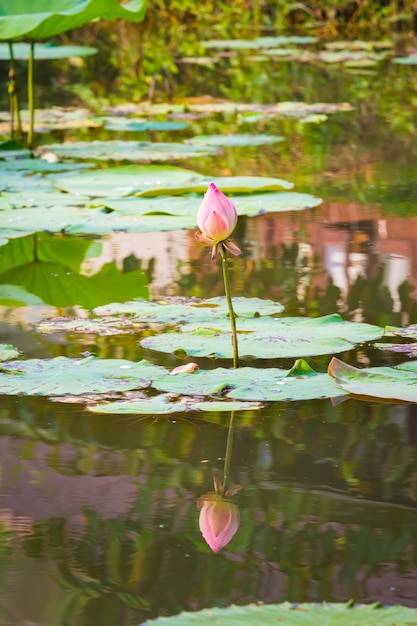 Tanti fiori di loto nell'acqua