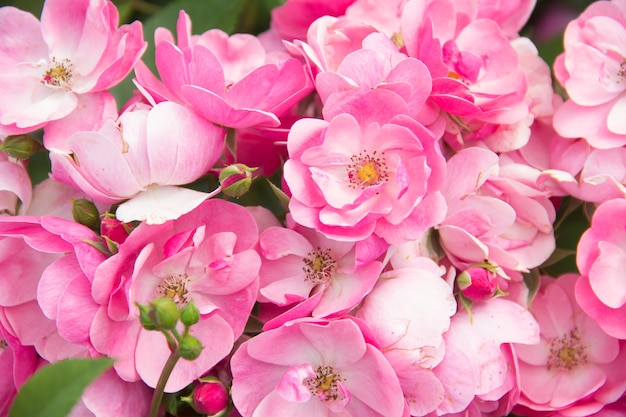 Tanti fiori rosa. Bellissimo sfondo di rose.