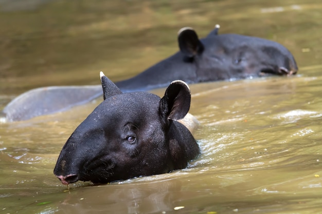 Tapiro che nuota nel fiume nella foresta.