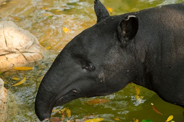 Tapiro malese nell&#39;acqua