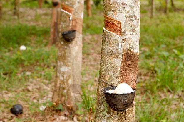 Tappare il ceppo dall&#39;albero di gomma.