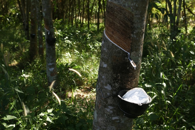 Tappare il ceppo dall&#39;albero di gomma