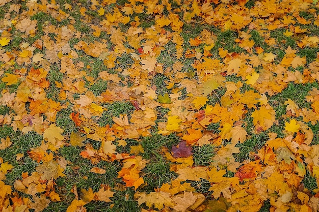 Tappeto di foglie di foresta cadute a terra Foglie autunnali ovunque sul terreno