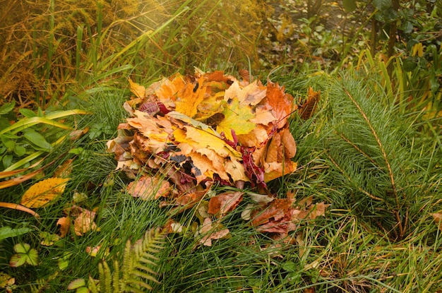 Tappeto di foglie di foresta cadute a terra Foglie autunnali ovunque sul terreno