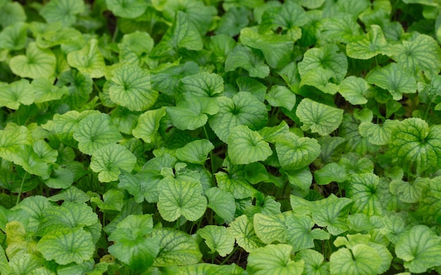 tappeto di foglie verdi nel giardino