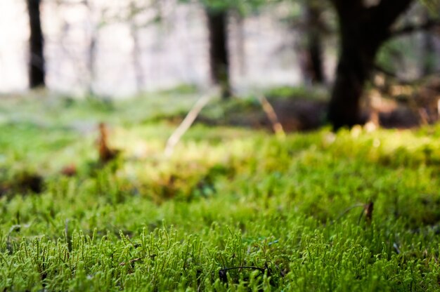 Tappeto di muschio nella foresta di conifere