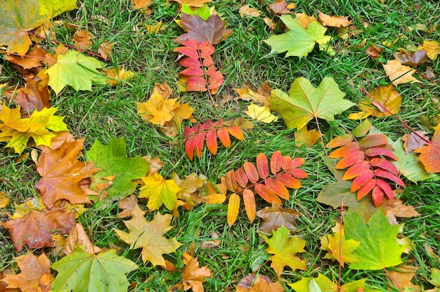 Tappeto luminoso al momento della caduta delle foglie